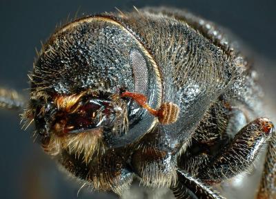 Mountain Pine Beetle, <i>Dendroctonus ponderosae</i>