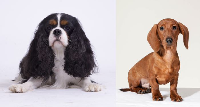 Dachshund and cavalier king 2024 charles