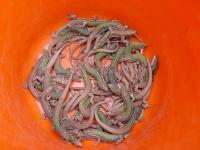 Lizards in a Bowl