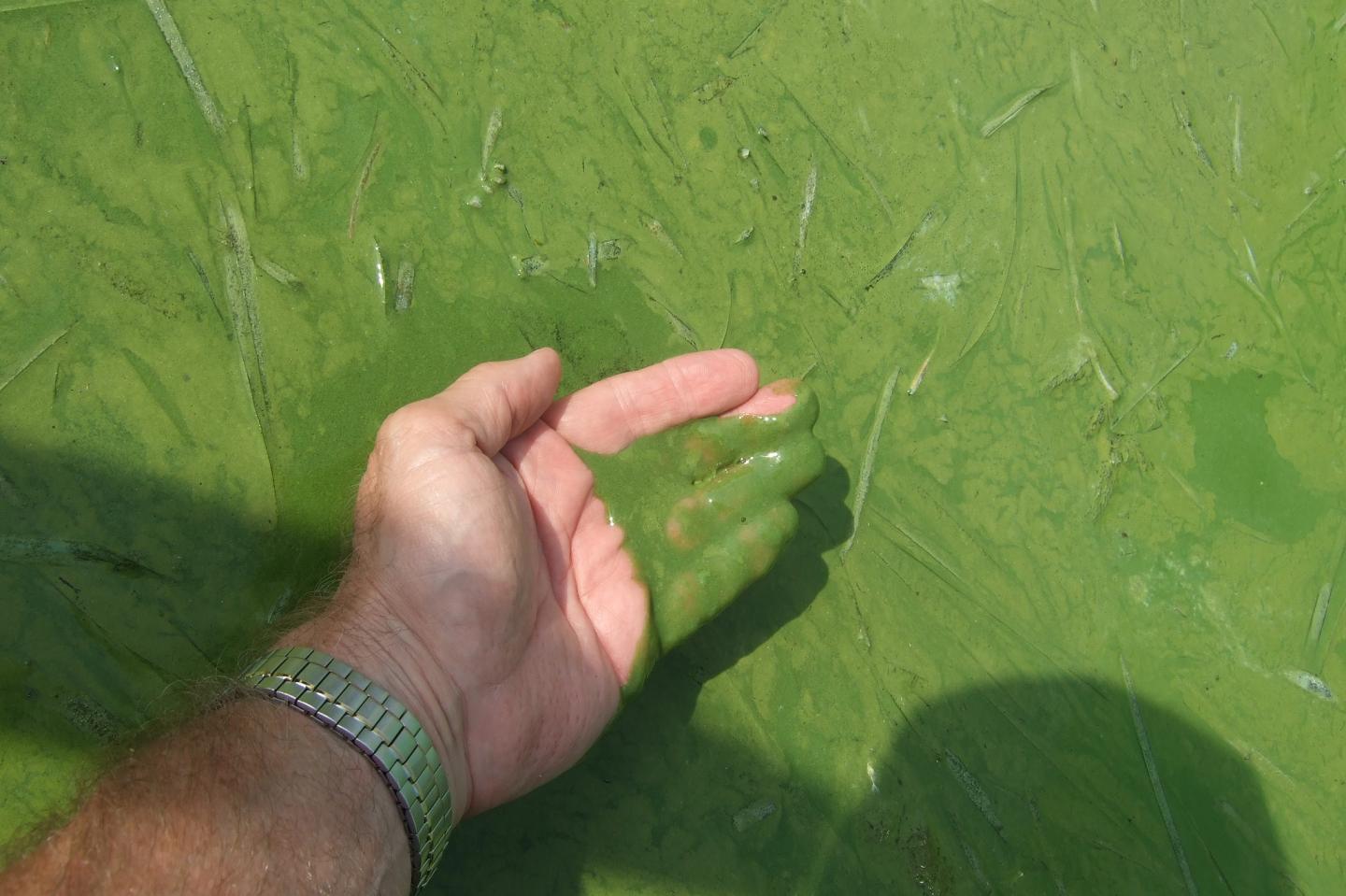 Harmful Algal Bloom, Lake Erie 2013