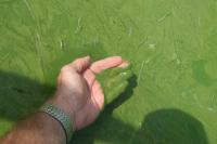 Harmful Algal Bloom, Lake Erie 2013