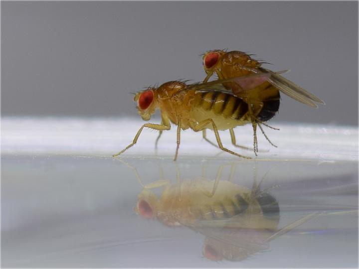 Mating Flies