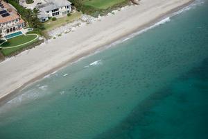 Blacktip Sharks