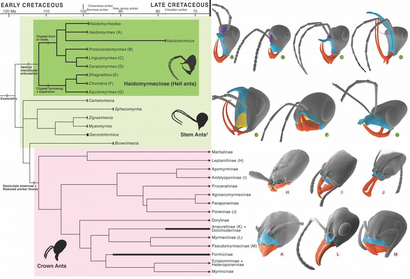 Driving Diversity of Hell Ants & Their Headgear