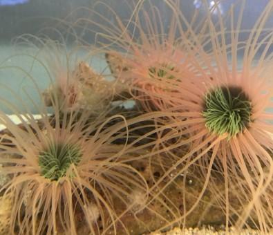 Tube-dwelling anemones