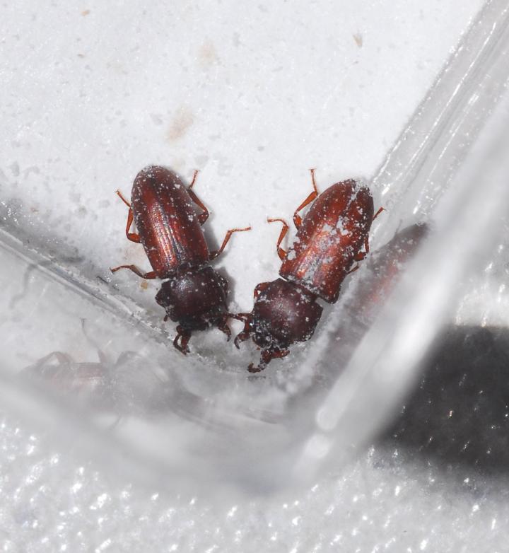 Male Flour Beetles