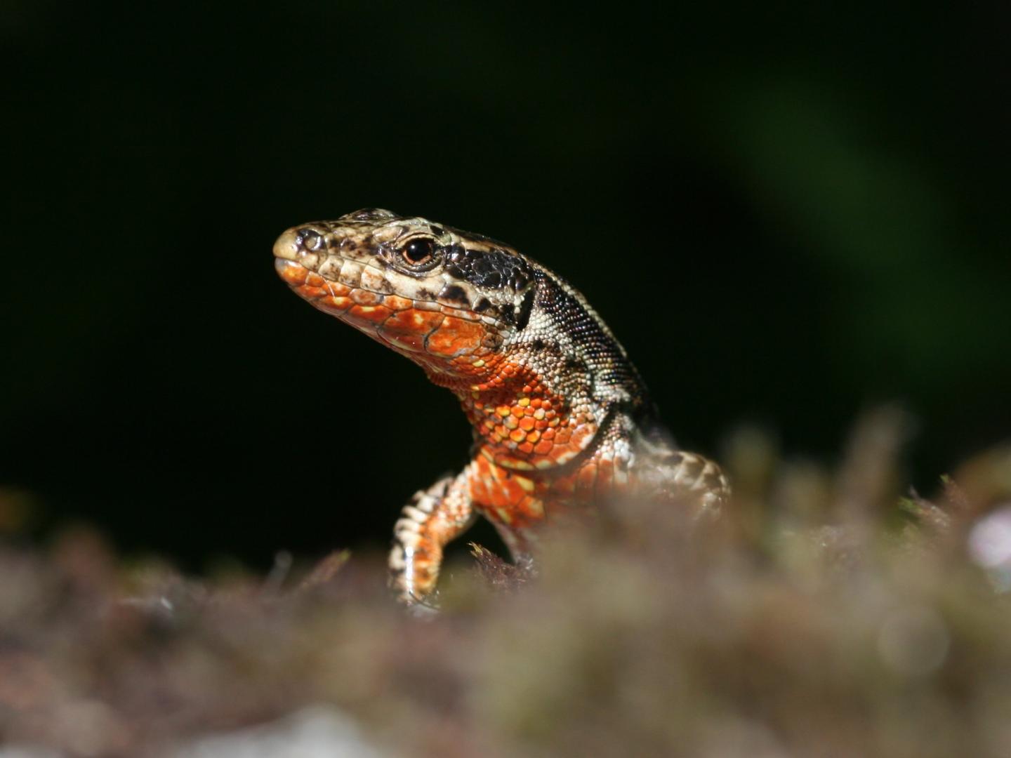 Common Wall Lizard