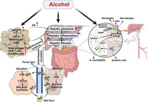 Interorgan crosstalk in the pathogenesis of alcohol-related liver disease (ALD).