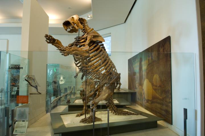 Lestodon [IMAGE] | EurekAlert! Science News Releases