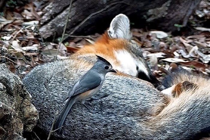 Titmouse stealing fur from a fox