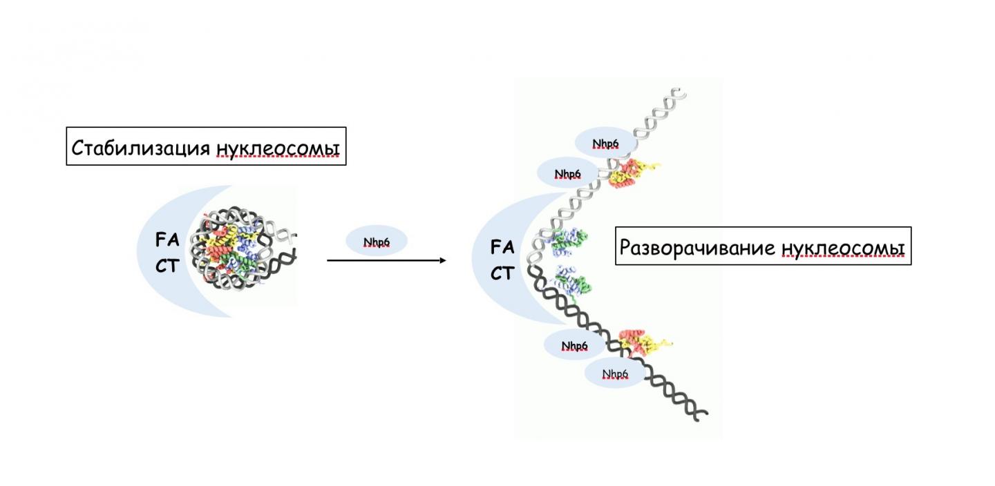 FACT Protein Complex