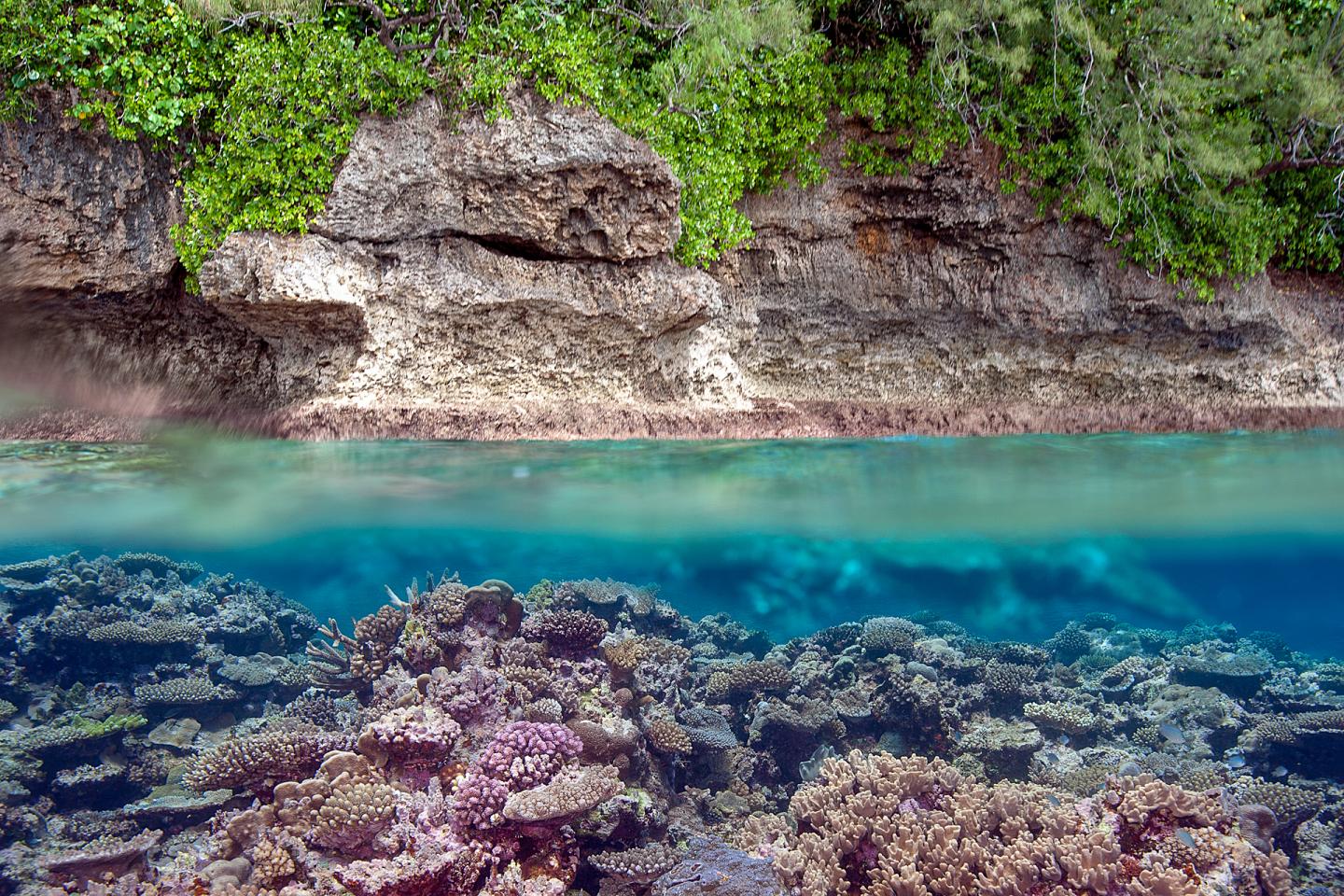 Tonga Coral Reef