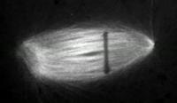 Mitotic Spindle Cut With Laser