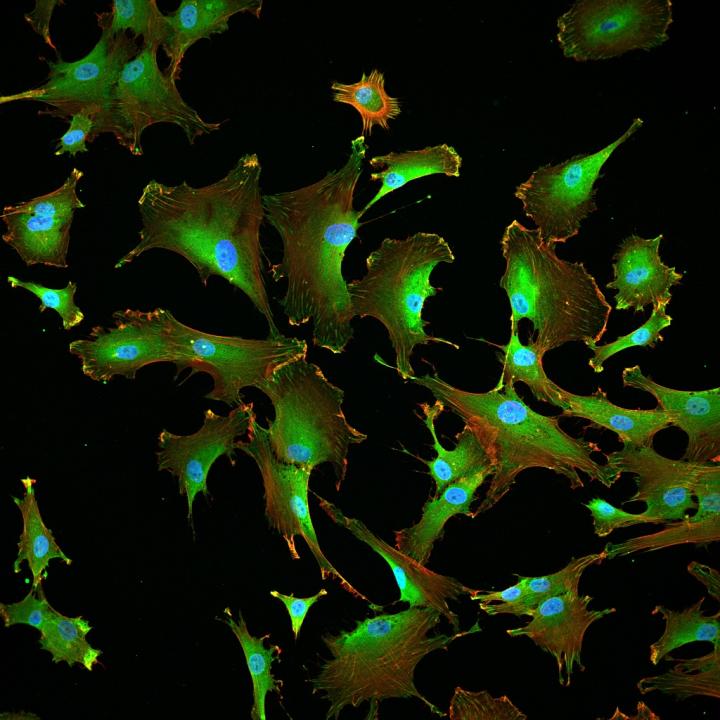 Stem Cells Growing on Tropoelastin