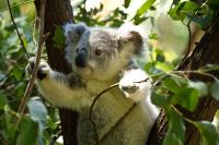 Koala Spotting With Drones