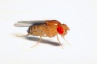 <I>Drosophila melanogaster</I>