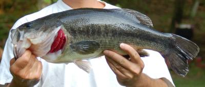 Largemouth Bass