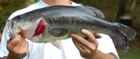 Freshwater fish at the top of the food chain | EurekAlert!