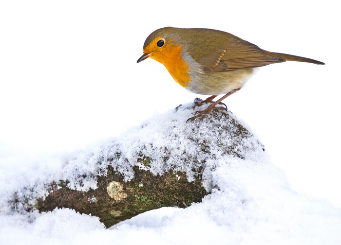 European robin