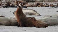 Sea Lion and Underweight Pup