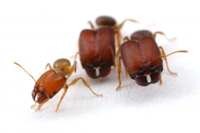 Huge 'Supersoldier' Ants Are Evolutionary Throwbacks (1 of 2)