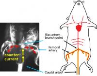 The Caudal Artery (CA) as a New Route for Injection