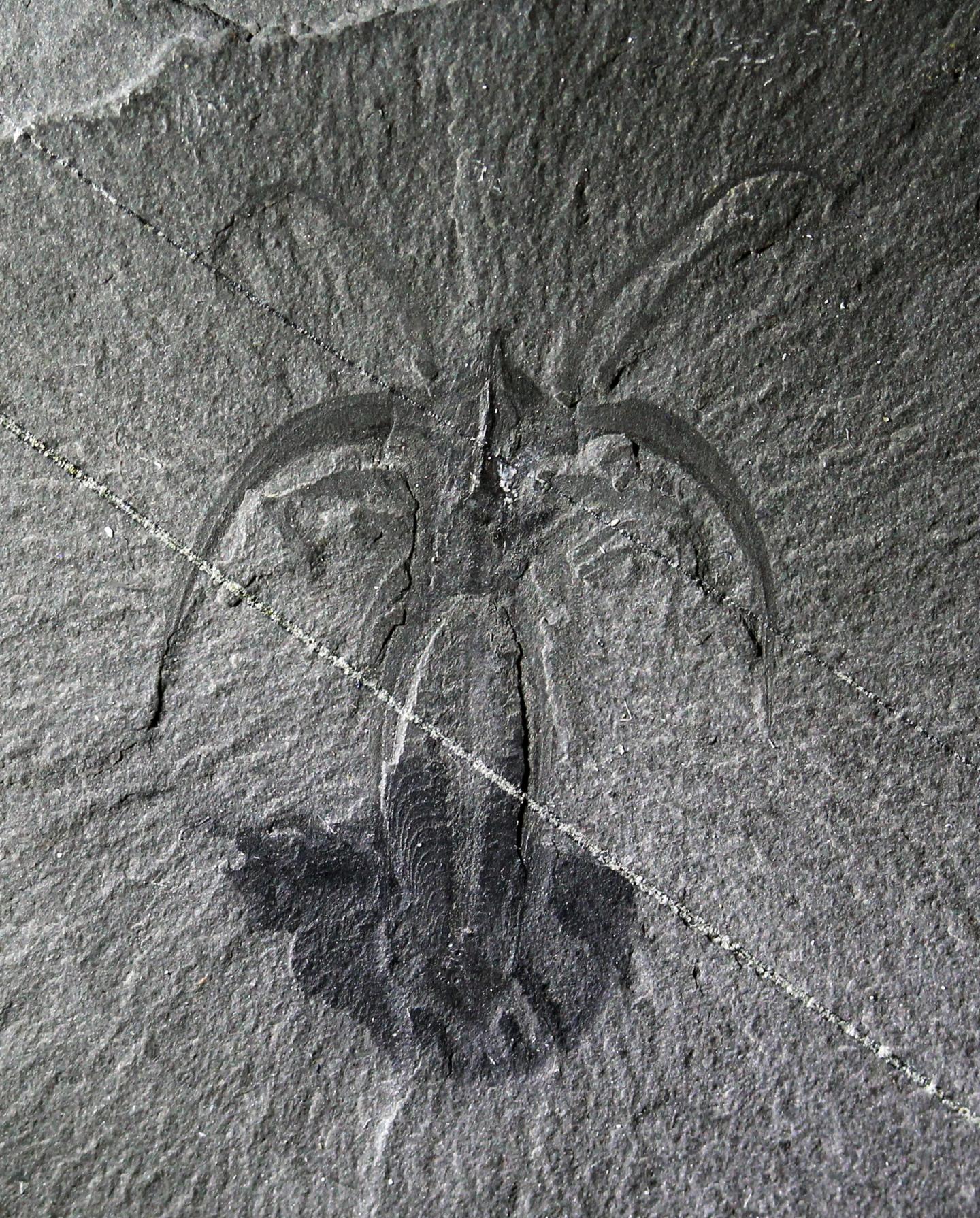 The Search For Burgess Shale-type Fossils
