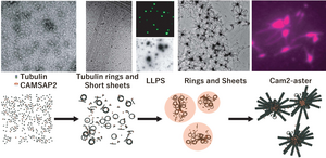 Figure: CAMSAP2-mediated polymerization of microtubules