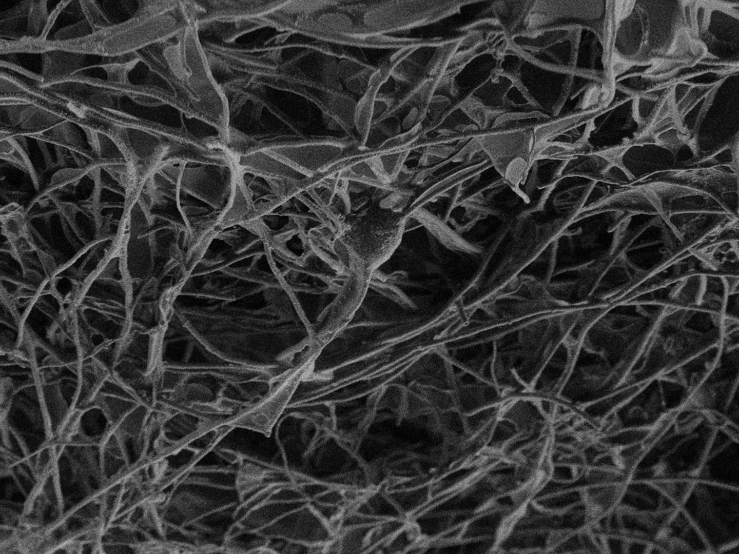 Nanotubes Scaffold (1 of 2)