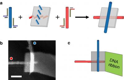 DNA Origami Nanoscale Breadboards for Carbon Nanotube Circuits