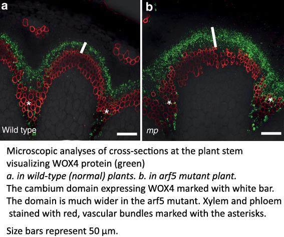 Microscopic Analyses 
