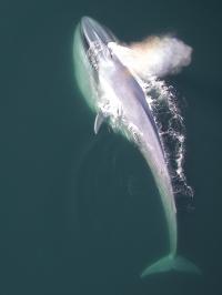 Blue Whale Lunge Feeding Near the Surface
