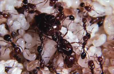 Chronicle of the Fire Ant Invasion (2 of 4)