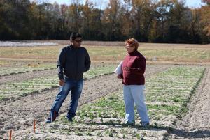 Faba bean plants