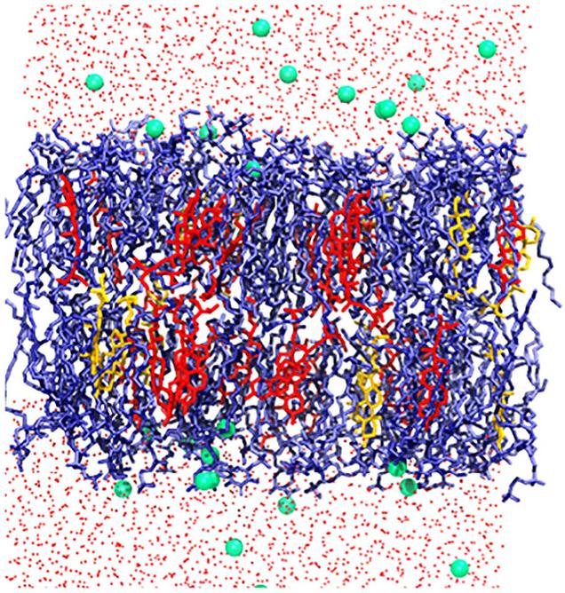 A Snapshot of the Simulation of the Plasma Membrane in a Soybean Hypocotyl