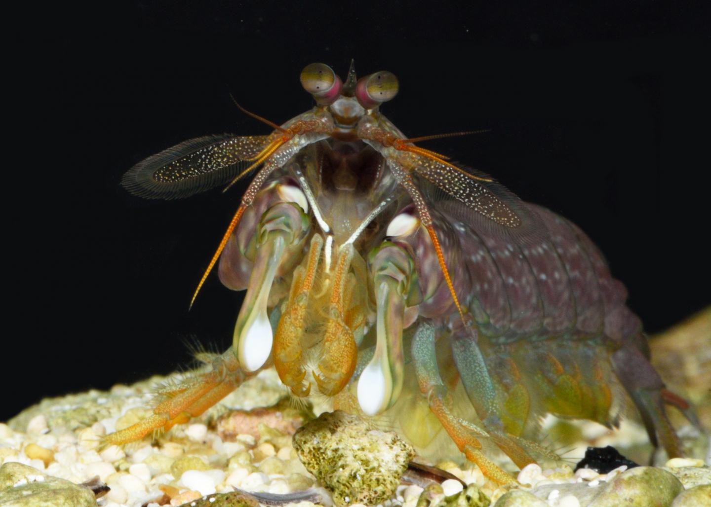Mantis shrimp size each other up before cedin EurekAlert!