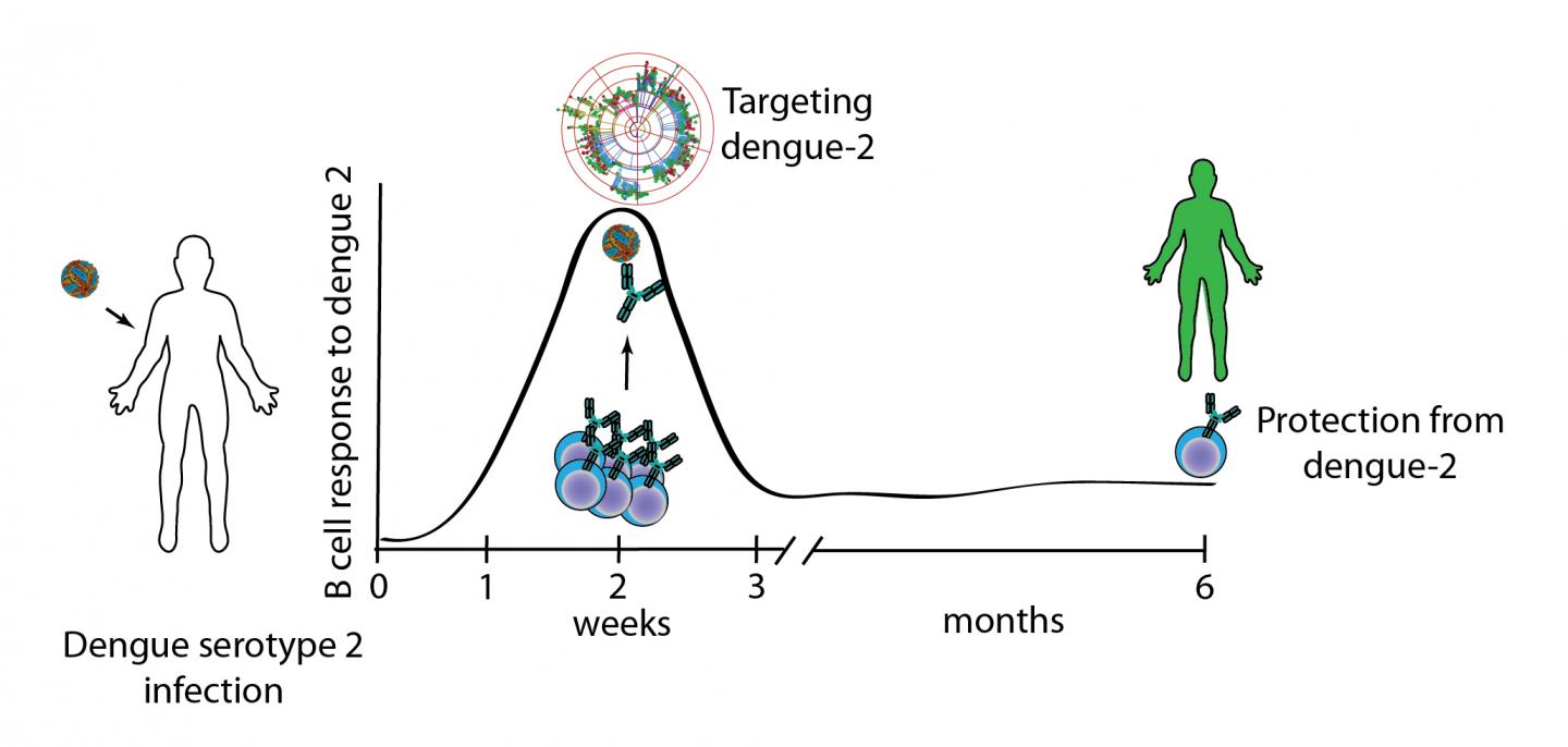 Human B Cell Response to Dengue Serotype 2 Infection