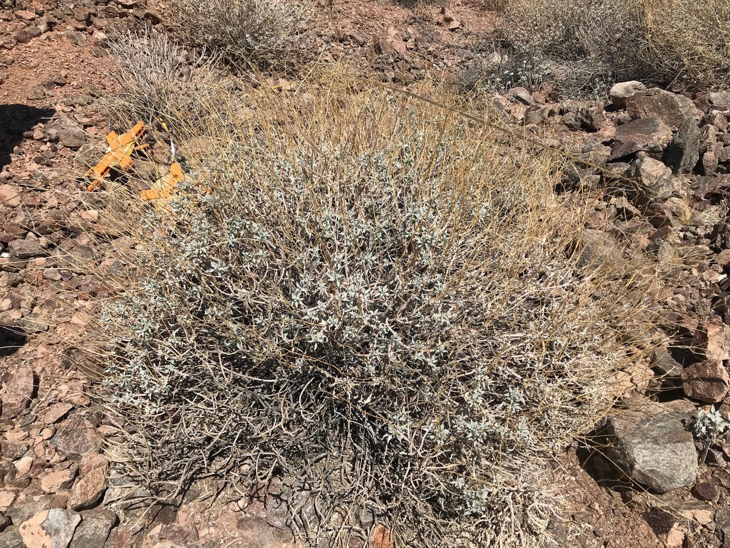 Brittlebush