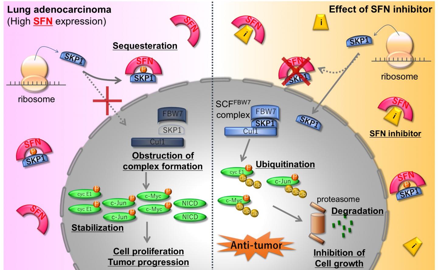 Two for the Price of One: Mechanistic Insights Lead to Drug Repositioning