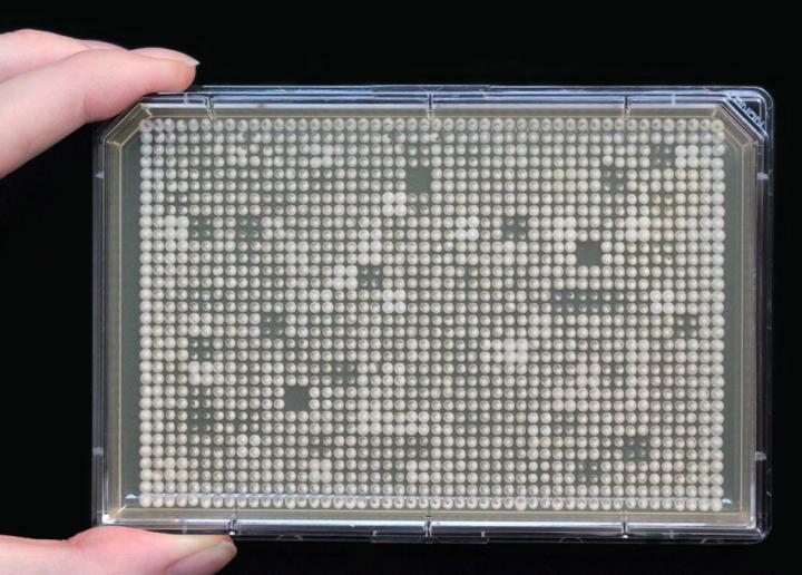 Arrays of Mutant Yeast Strains in a Petri Dish