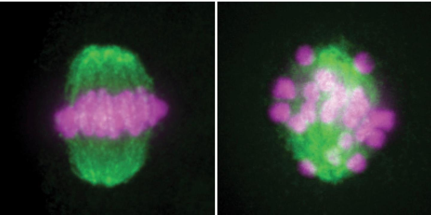 Key Protein for Sperm Formation