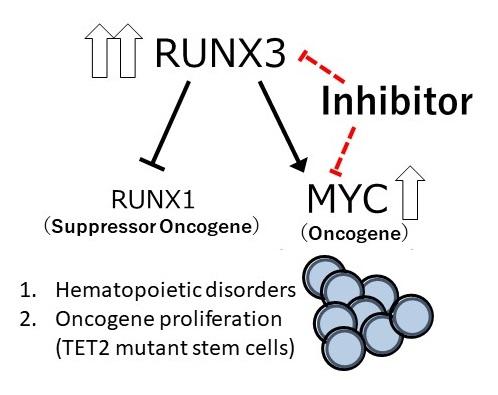 RUNX3遺伝子ががんを増殖させるメカニズム