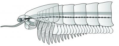 Reconstruction of <i>Chengjiangocaris kunmingensis</i>