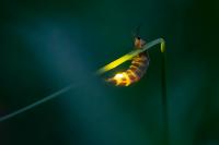 Female fireflies are especially susceptible to trampling