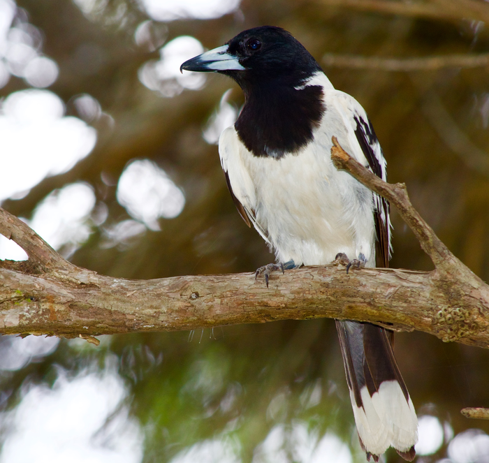 Pied butcherbird