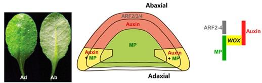 Conceptual Model of How Spatial Auxin Signaling Controls Leaf Patterning