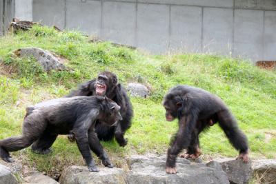 Chimpanzees (1 of 2)