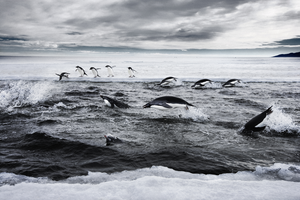 Adelie penguins