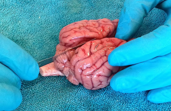 real dog brain