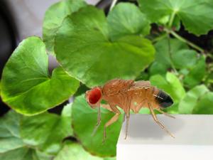 Drosophila in leaves of Centella asiatica